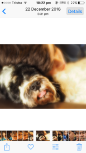 Boy hugs dog
